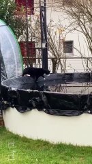 Pool is not frozen anymore, Cat is surprised 😂