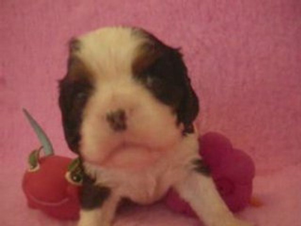 Darjeeling, chiot cavalier king charles