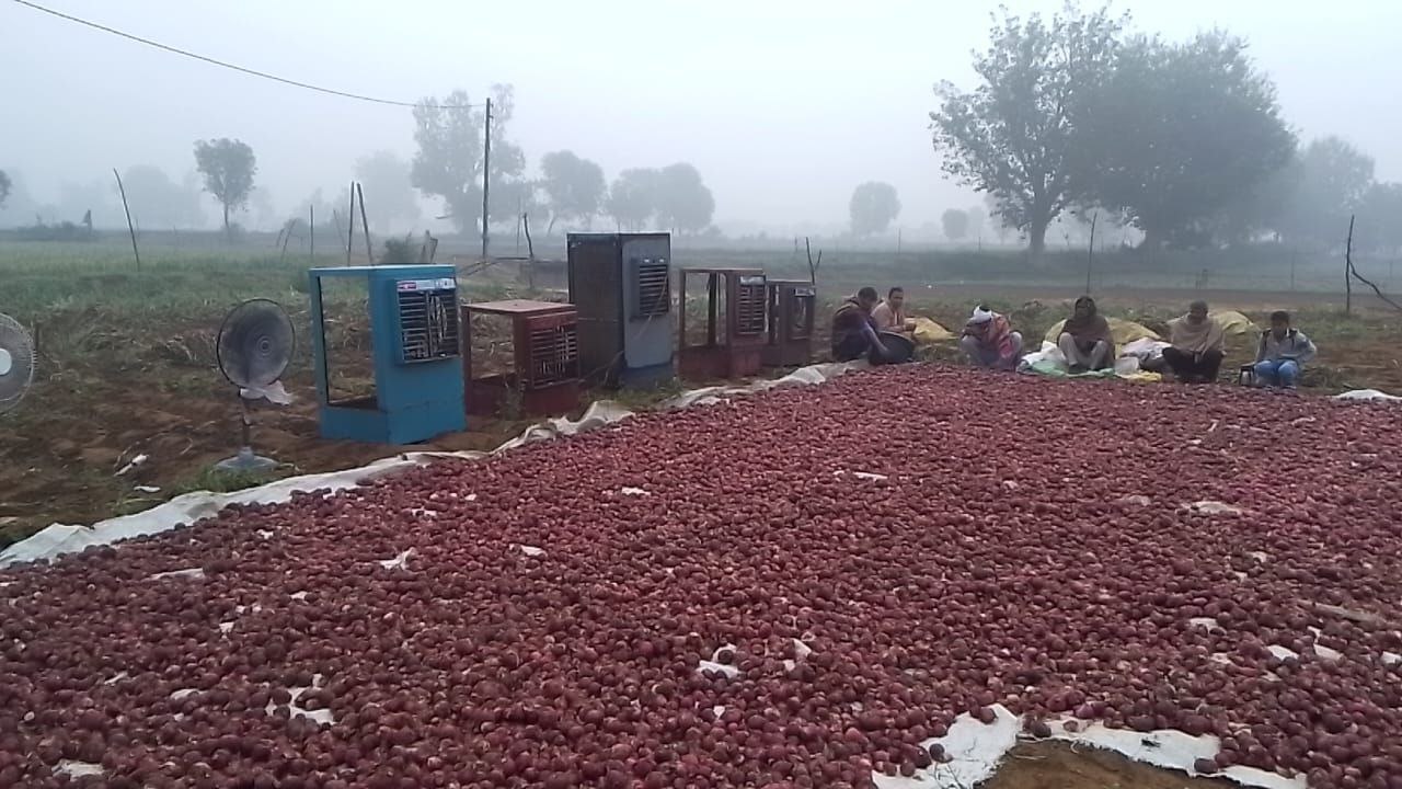 VIDEO: प्याज की फसल को बचाने के लिए लगाए कूलर-पंखे