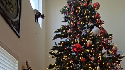 Christmas tree serves as a safety net in curious cat's latest adventure