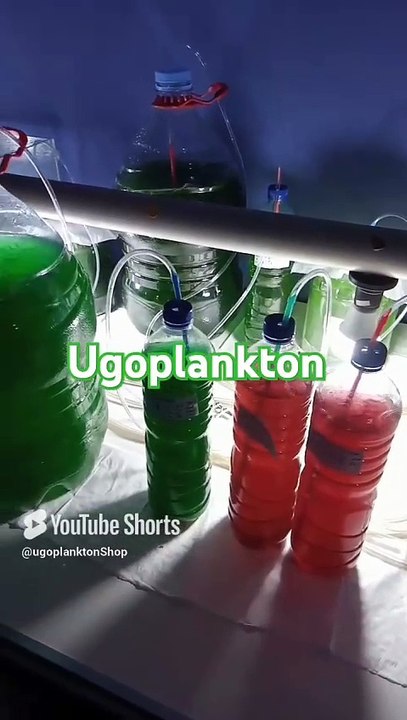 sedia Mikroalga phytoplankton.