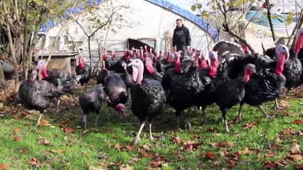 Kocaeli Hindi Çiftliği