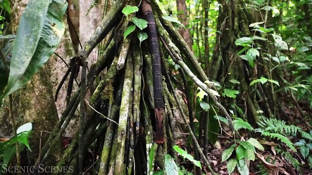 Costa Rica Rainforest 4k - Happiest Country On Earth With Exotic Wildlife ｜ Scenic Relaxation Film