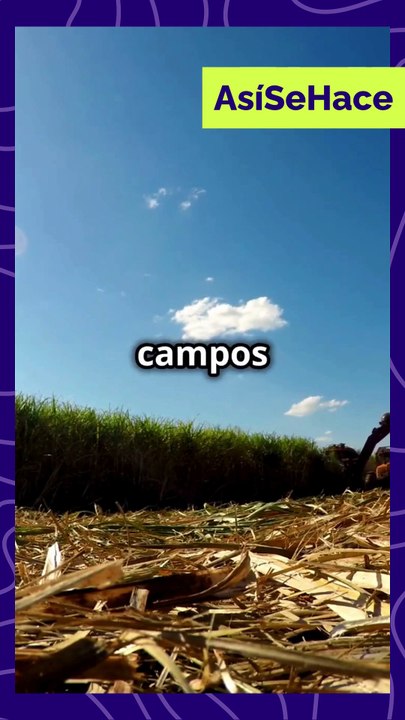 #AsíSeHace El Azucar de la caña de Azucar