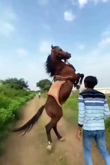 West cute animals 2024😂 #cutespets #cute #animals #shorts #cuteanimals