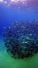Massive migration of mobula Rays