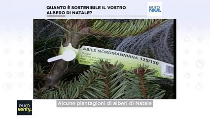 Fact check: per l'ambiente è meglio un albero di Natale vero o artificiale?