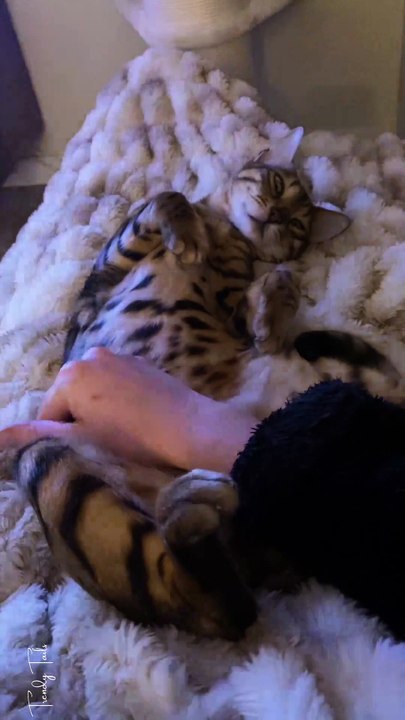 Love the belly rubs 😻
