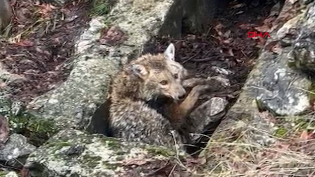 Erzincan'da oyuk içinde yaralı kurt bulundu