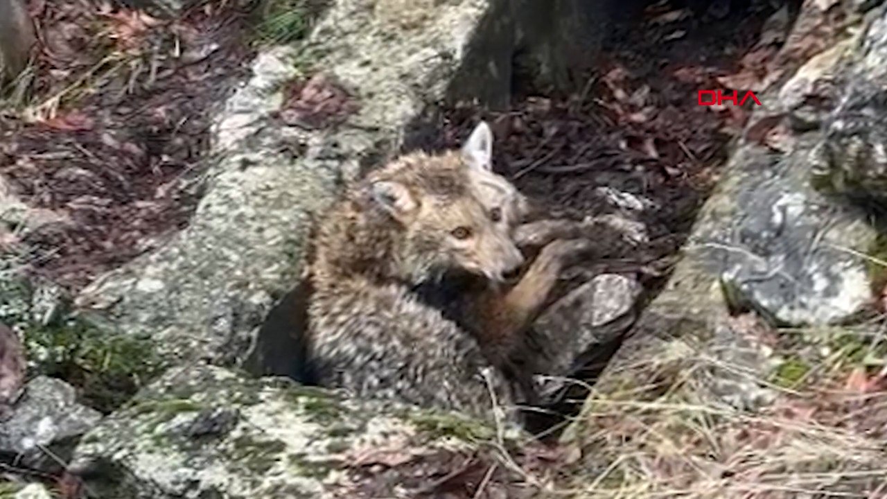 Erzincan'da oyuk içinde yaralı kurt bulundu