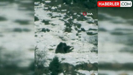 Oyun Oynayan İki Ayı Gülümsetti