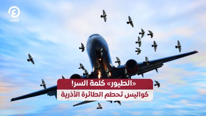 «الطيور» كلمة السر!.. كواليس تحطم الطائرة الأذرية