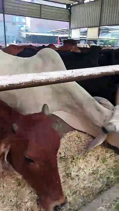 Gau seva