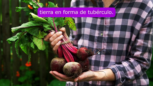 Beneficios de Comer Remolacha - Que le Hace la REMOLACHA a tu Cuerpo?