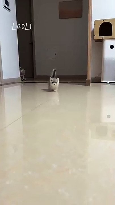 kitten vedios