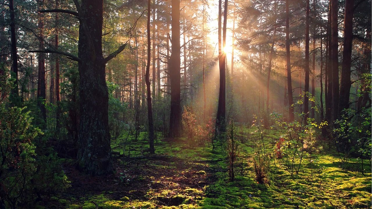 JOMO _ Die Freude am Verpassen _ Finde Achtsamkeit & Wahres Glück _ #injusticesurvivors