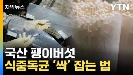 [자막뉴스] 팽이버섯 '애로사항' 이젠 끝... 농진청의 해결책 / YTN