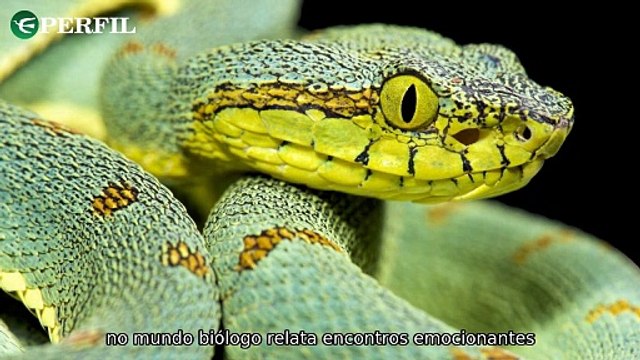 Desafios na Ilha das Serpentes: Toyota inova enquanto cientistas alertam para erupção vulcânica global iminente