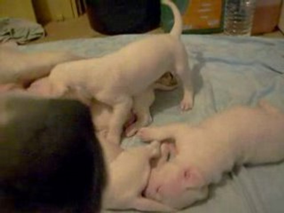 video de vlam62