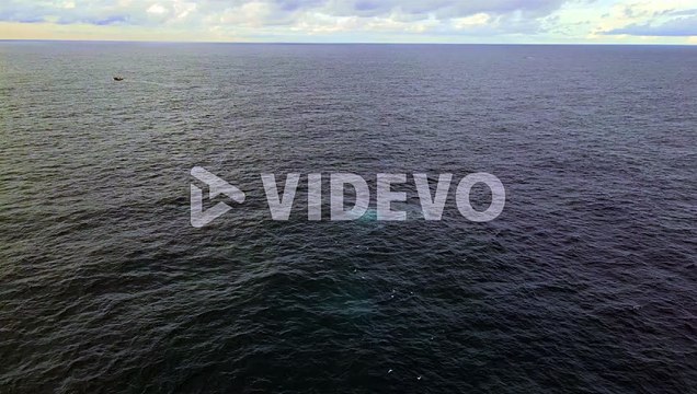 Humpback Whale Spotted Breaching On The Water Near Bondi Beach - Whale In New South Wales, Australia