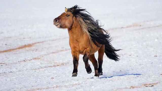 horse videos horse videos dancing horse videos for kids horse videos shorts horse videos race horse video tiktok horse videos cartoon horse videos funny horse videos baby horse videos dancing dj horse videos pakistan horse video song horse videos chunni m