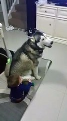 Overprotective Husky loves baby. #funny #dog #funnyanimal