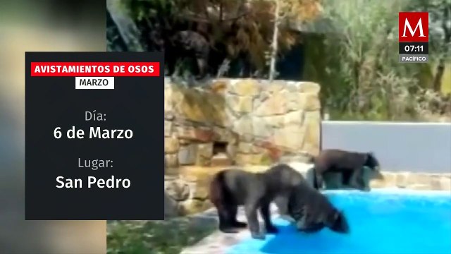 Se incrementan avistamientos de osos en zonas urbanas de Monterrey