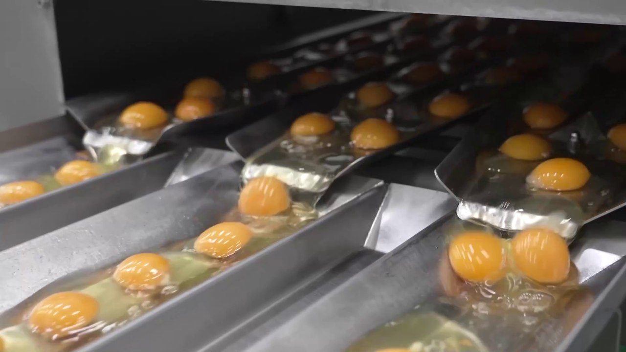 Inside a Japanese Factory: Mass Production of Liquid Eggs Using 1.3 Billion Eggs Annually!