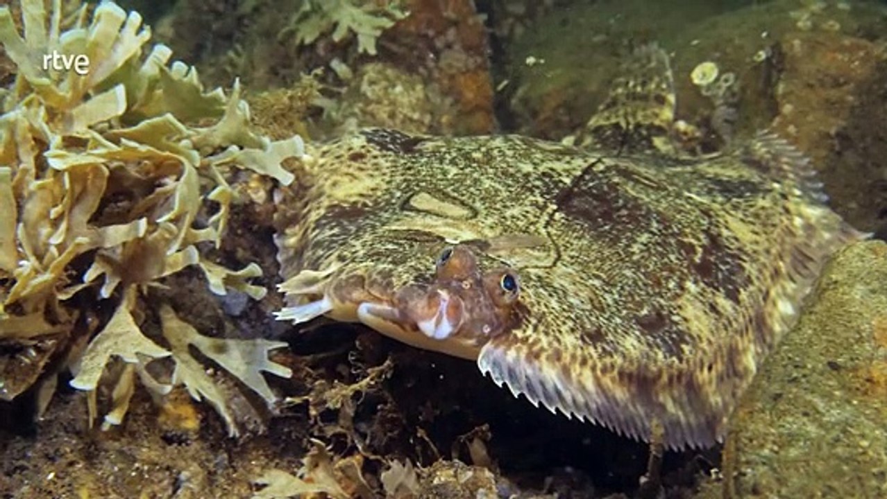 Secretos Ocultos: Mar del Norte y Mar Báltico Revelados