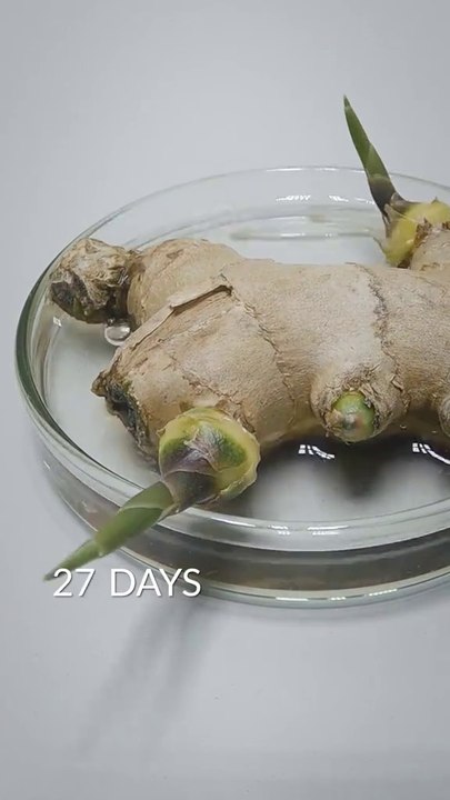 Time-lapse photography of the growth process of plants # Palm bonsai production # The power of life # The beauty of life is everywhere # Micro bonsai