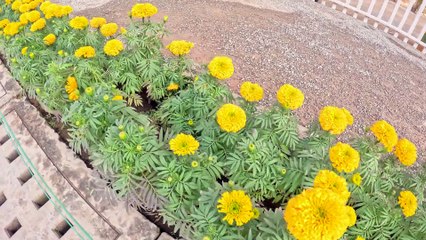 Yellow Flowers so beautiful