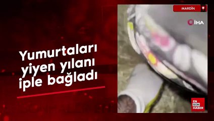 Martdin'de yumurtaları yiyen yılanı iple bağladı