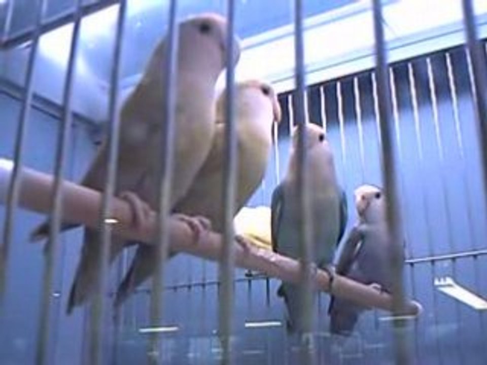 Ouvrez la cage aux oiseaux