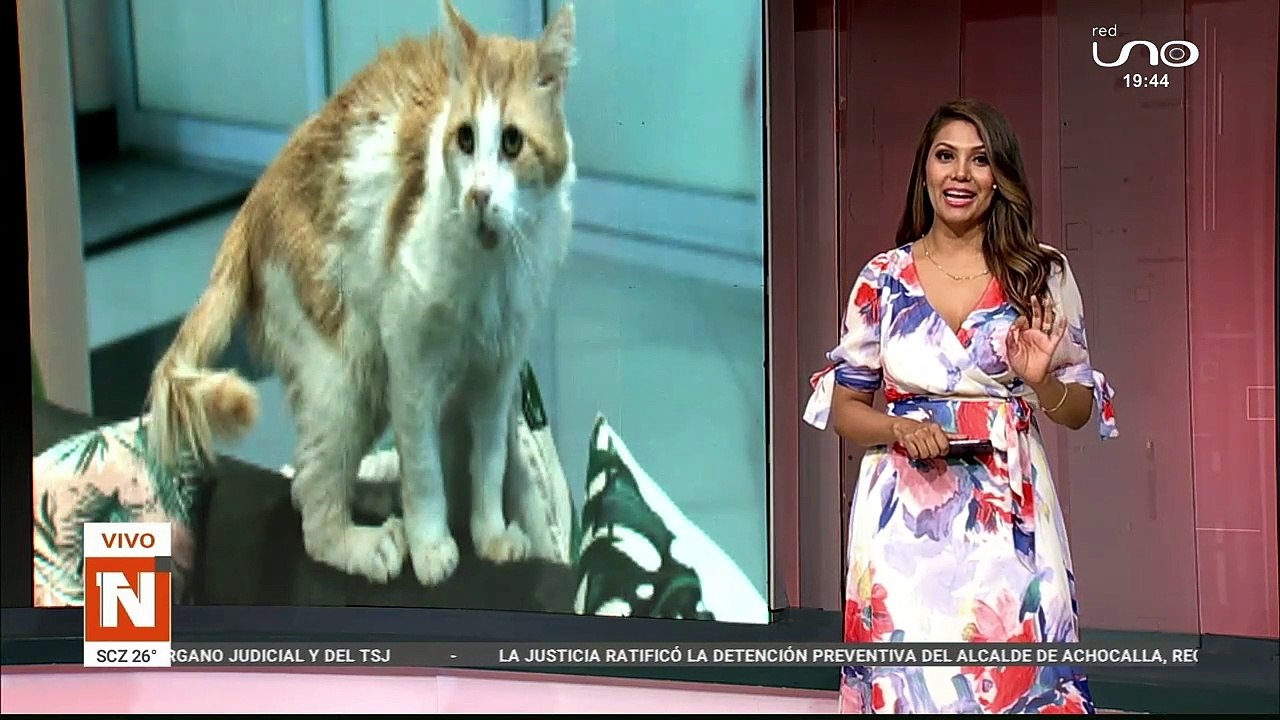 gatos