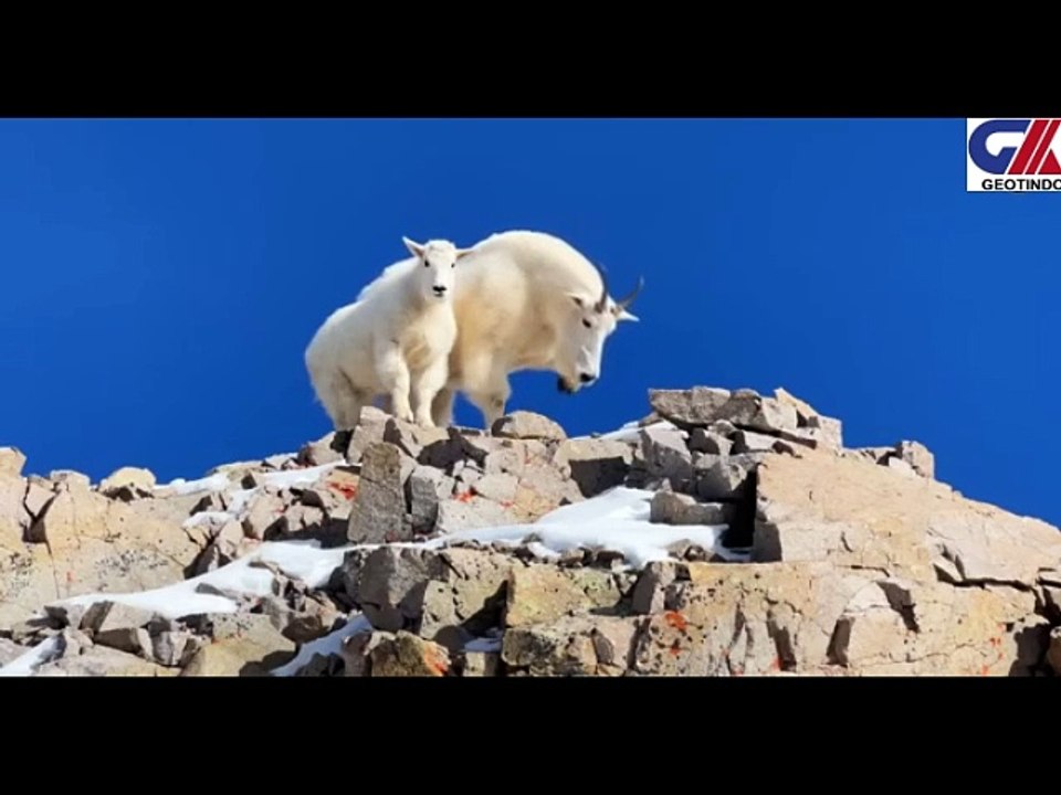 DEVYING ANIMALS