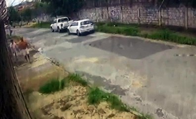 Policial Militar Reformado de 77 Anos é Preso após Atirar em Homem de Joelhos 🔫 - thumbnail