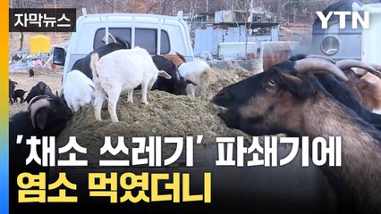 [자막뉴스] 도매시장서 수거해 재탄생... 동물 사료 '새 바람' / YTN