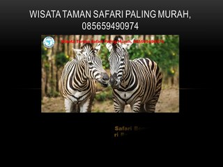 Wisata Taman Safari Paling Murah, 085659490974