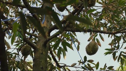 Law less Episode 2 (MultiSub)