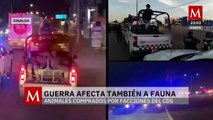 Rescate de animales exóticos en Sinaloa vinculados a grupos criminales