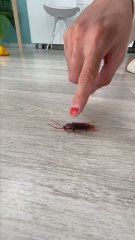 😵🥲🥺 I Almost Crushed the Poor Cockroach!