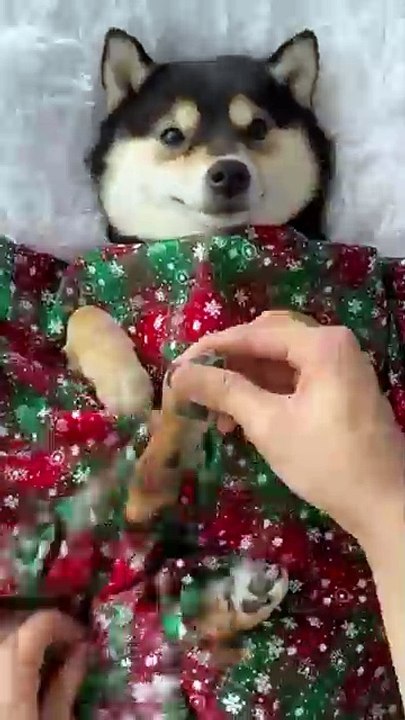get ready funny dog