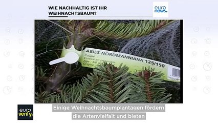 Fakten-Check: Welcher Weihnachtsbaum ist am besten für die Umwelt?
