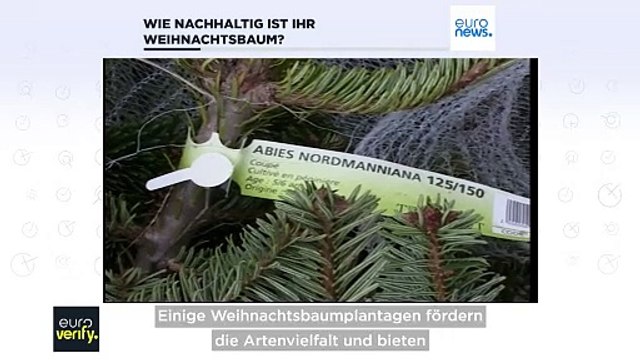 Fakten-Check: Welcher Weihnachtsbaum ist am besten für die Umwelt?