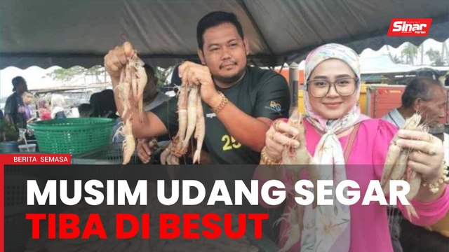 Musim udang putih segar 'mendarat' di Kuala Besut