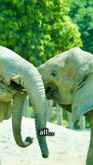 Elephants -  The World's Most Emotional Animal !