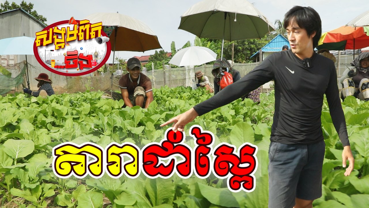 38. តារាដាំស្ពៃ