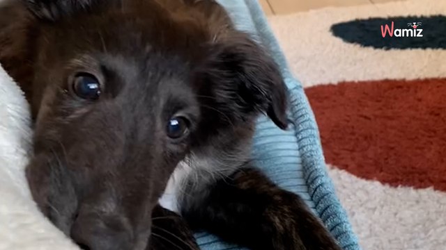 Ils ramènent leur chiot à la maison : dès qu'il pose une patte à l'intérieur, il fait tomber les masques (vidéo)