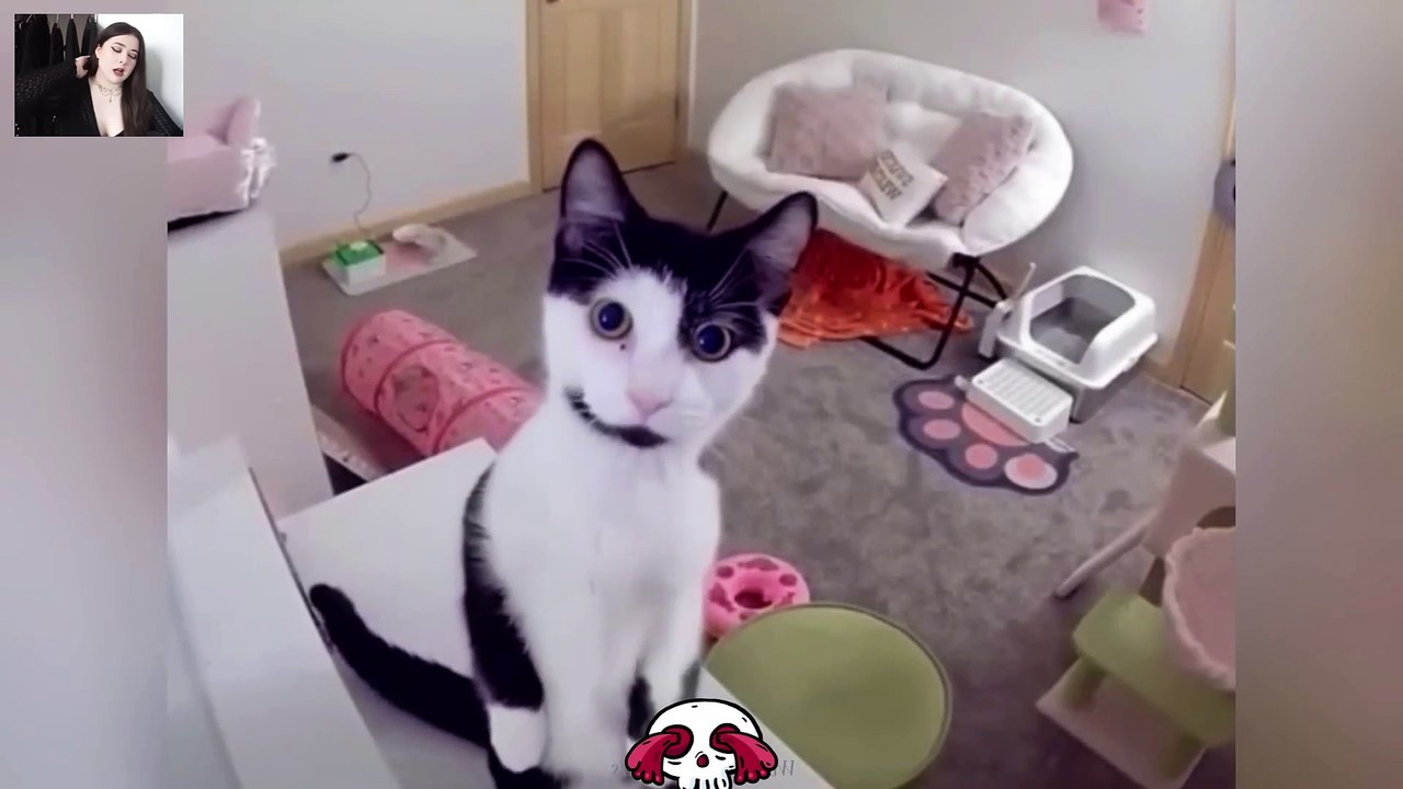 Funniest Cats and Dogs Videos 😹🐶 - Hilarious Animal Compilation - Funny