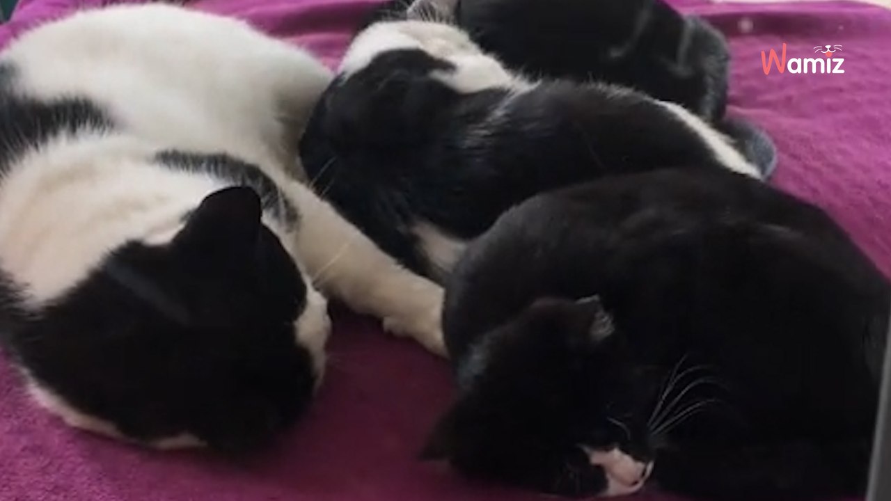 3 chatons ont perdu leur mère : un étrange personnage prend le relais devant 138,6K personnes ahuries (vidéo)